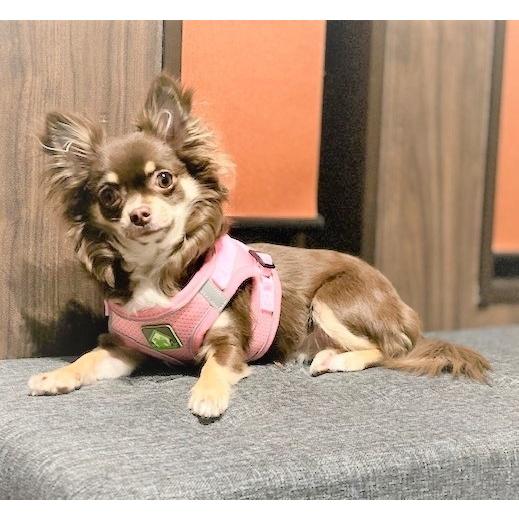 ドッグ z蛍光ハーネスo ハーネス 首輪 小型犬 かわいい おしゃれ リード 脱げない 胴輪 ペット 簡単 光る 犬 散歩 中型犬 お出かけ 超小型犬 y10