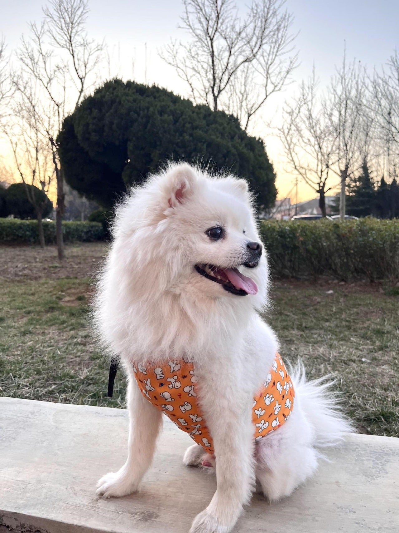 犬 クールベスト 保冷剤 付き 冷却ベスト 冷感ベスト 熱中症対策 ペット 服 ドッグ h0415