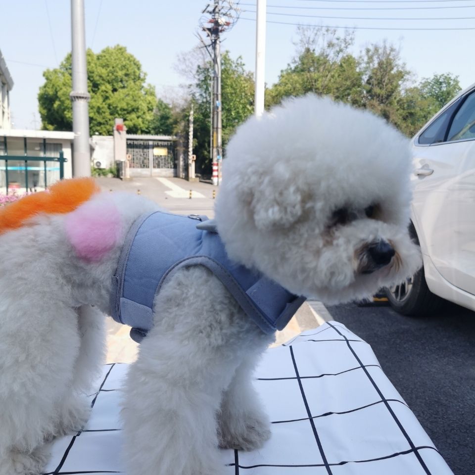 犬牽引ひもテディベストドッグラン犬ひも犬チェーン小型犬ティーカップ犬ペット用品 メガ割ワンピースパンツトートバッグ