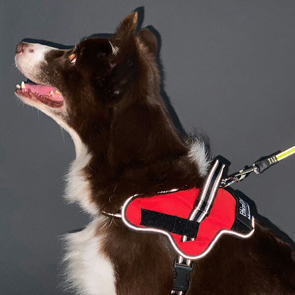 ペティオ 犬用胴輪 EthicalDoor エシカルドア イージーウェアハーネス M レッド ブルテリアボーダーコリー等 中型犬用 犬具 胴輪 繊維 Petio W56092