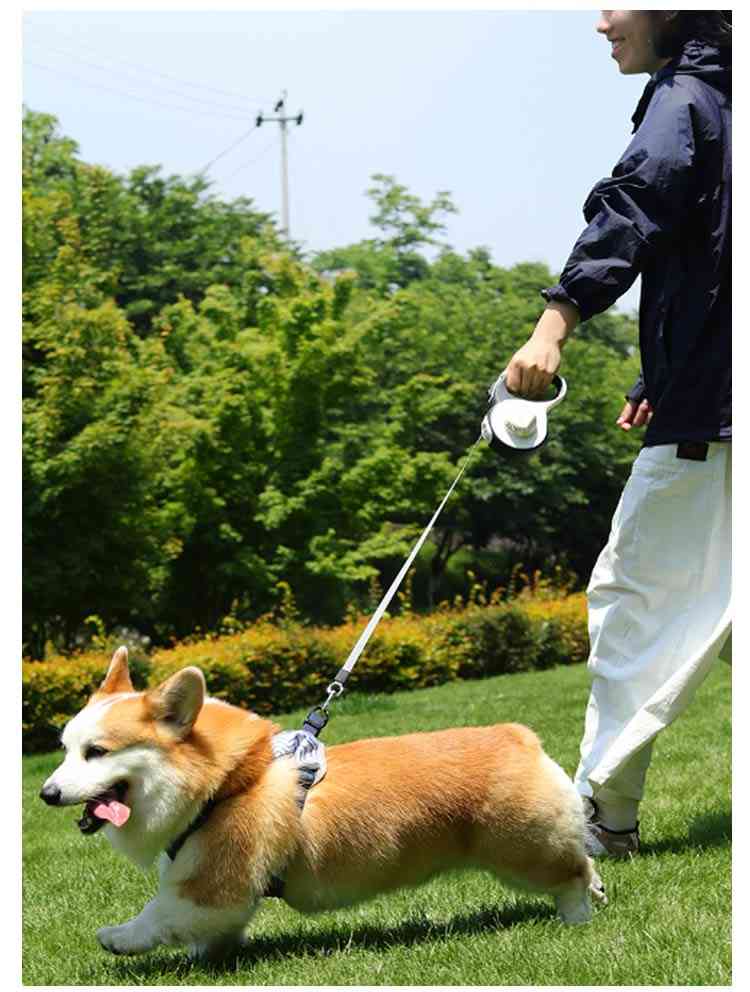 キャンペーン価格パフォーマンス犬用 5m ライト付き ペット巻き取り式 リード 3m ライト付き 伸縮リード 光る ロング 大型犬 中型犬 led ペット用品 反射 長い 散歩 ライト付 かわいい ス