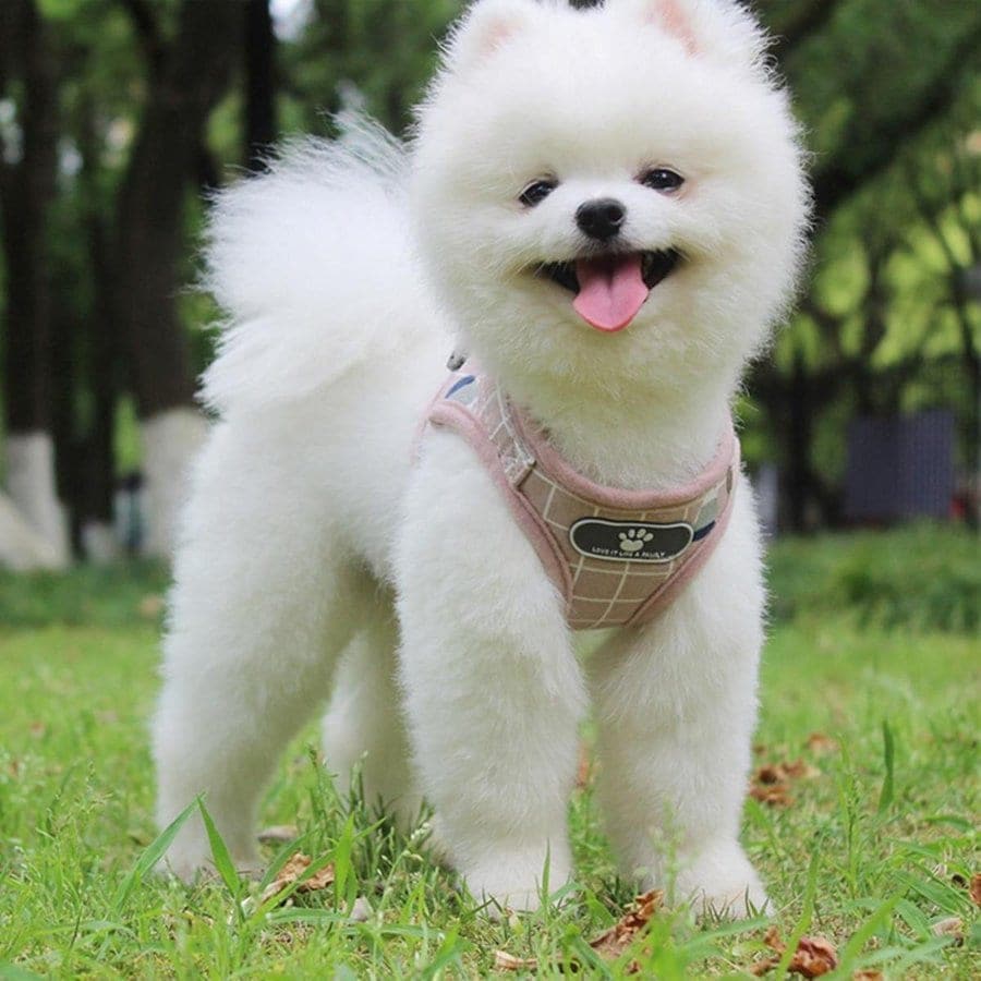犬 ハーネス 犬用ハーネス ハーネスリード 小型犬 中型犬 脱げない 通気繊維 おしゃれ リード付き 胴輪 簡単装着 ワンタッチ