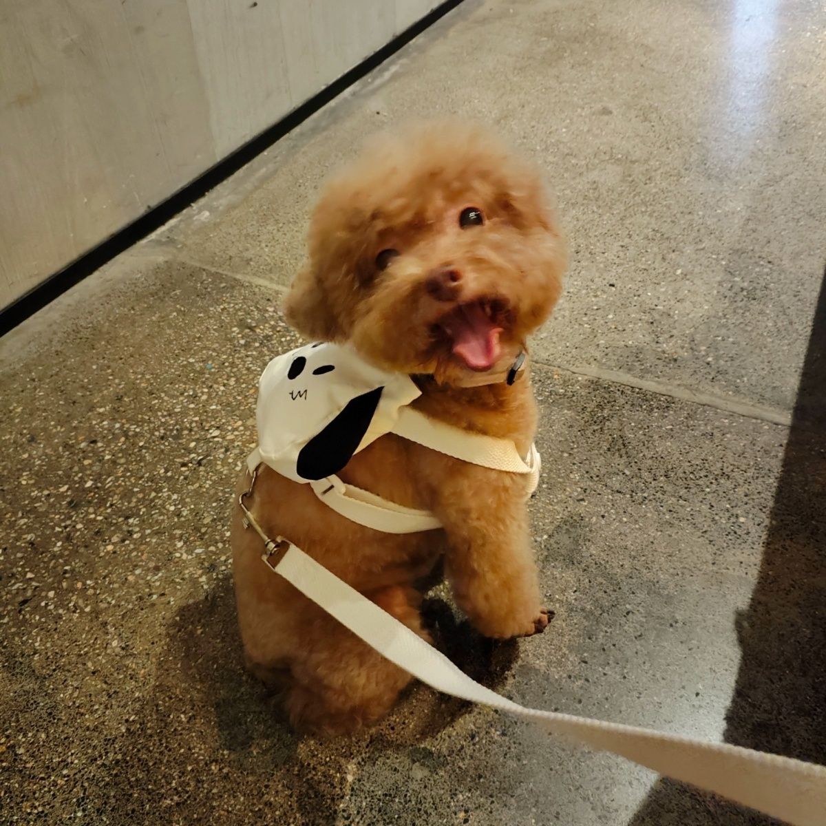 ペットの外出はかわいいですリュックサックの小型カバンは熊のテディの牽引紐の子犬の猫より可愛いです
