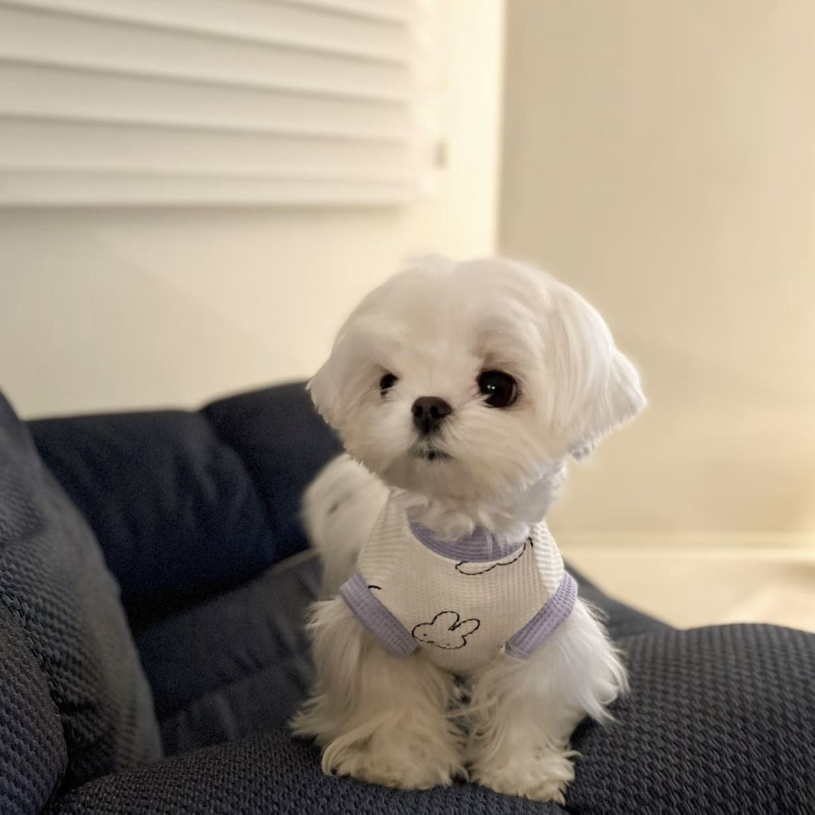 春と夏薄型犬ペット服小型犬テディマルチーズ抗脱毛カラーブロックベスト