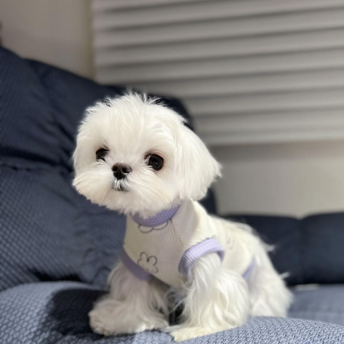 春と夏薄型犬ペット服小型犬テディマルチーズ抗脱毛カラーブロックベスト
