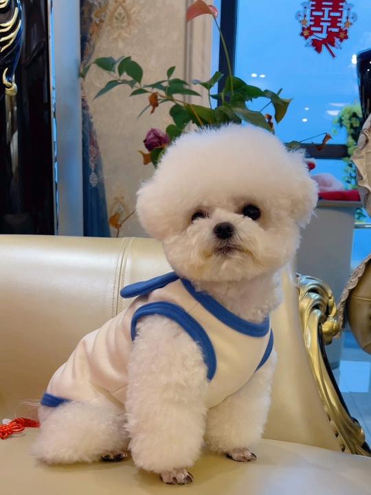 春夏新作 犬服 ペット服 犬 洋服 ペット 犬用品 小中型犬 25年新しいペットの犬の春と秋のベスト小型犬の子犬の服