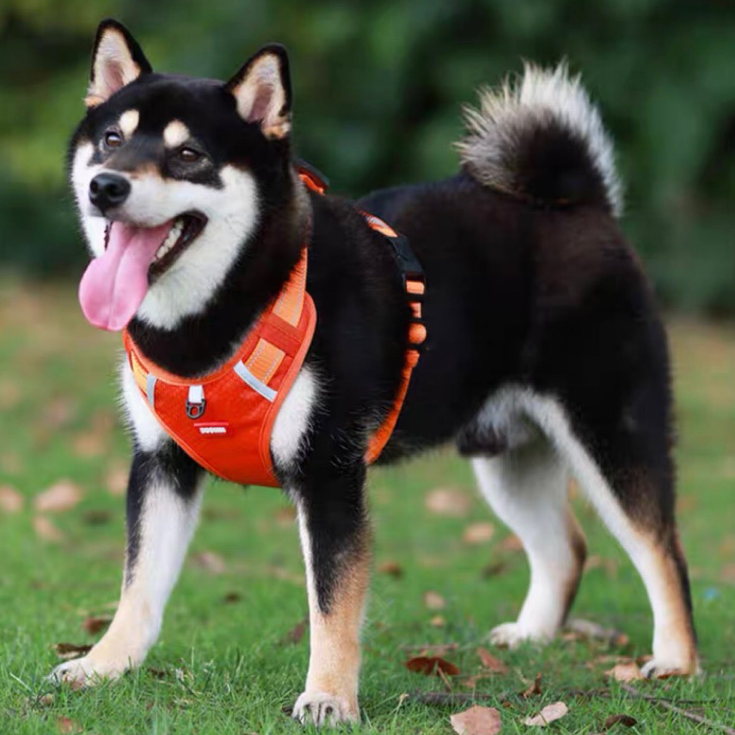 ステップハーネス ロック 大型犬 抜けない M 介護用 柴犬 小型犬 抜けにくい 犬 XS ハーネス ハンドル付き 中型犬 ウェアハーネス S L 負担の少ない