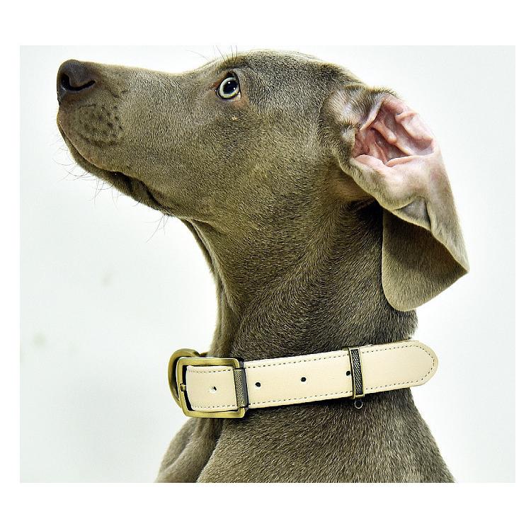 犬用品 かわいい いぬ 犬の首輪 首輪 柴犬 Mサイズ おしゃれ 毛挟まれ防止 犬 中型犬 革 くびわ 送料無料 ベーシック 犬首輪 ボーナスストア対象
