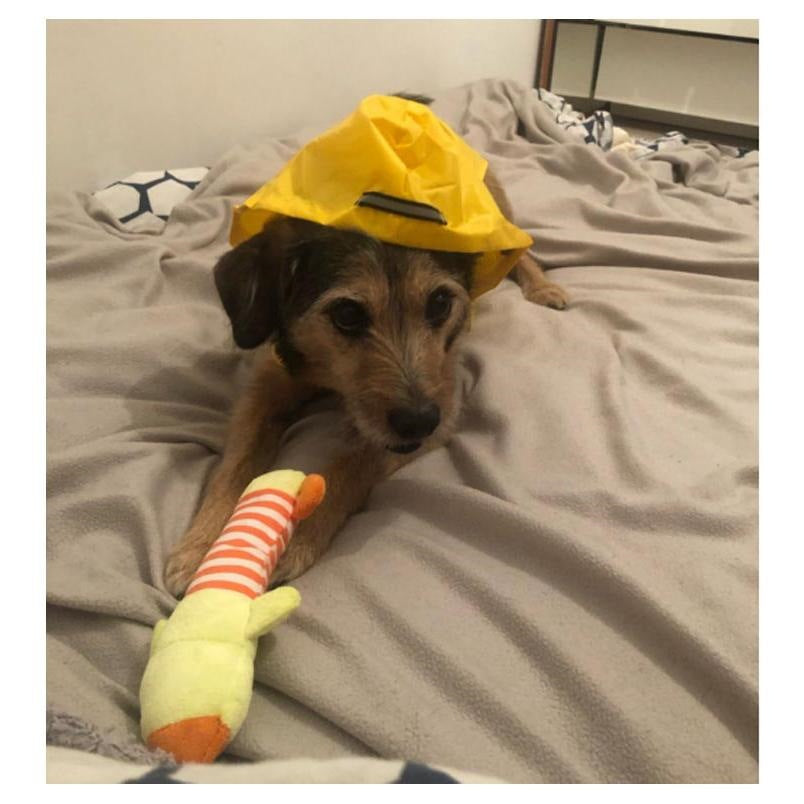 雨カッパ 中型犬 レインコート 犬用レインコート ドッグウェア 雨合羽 いぬ 袖 雨合羽 大型犬 大型犬 防水 服 犬の服 雨具 犬のカッパ 夏服
