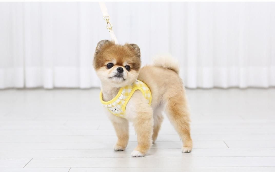 韓国版の中で小型の犬のテディは熊のコーキに比べて外出して犬を散歩します メガ割ワンピースパンツトートバッグ