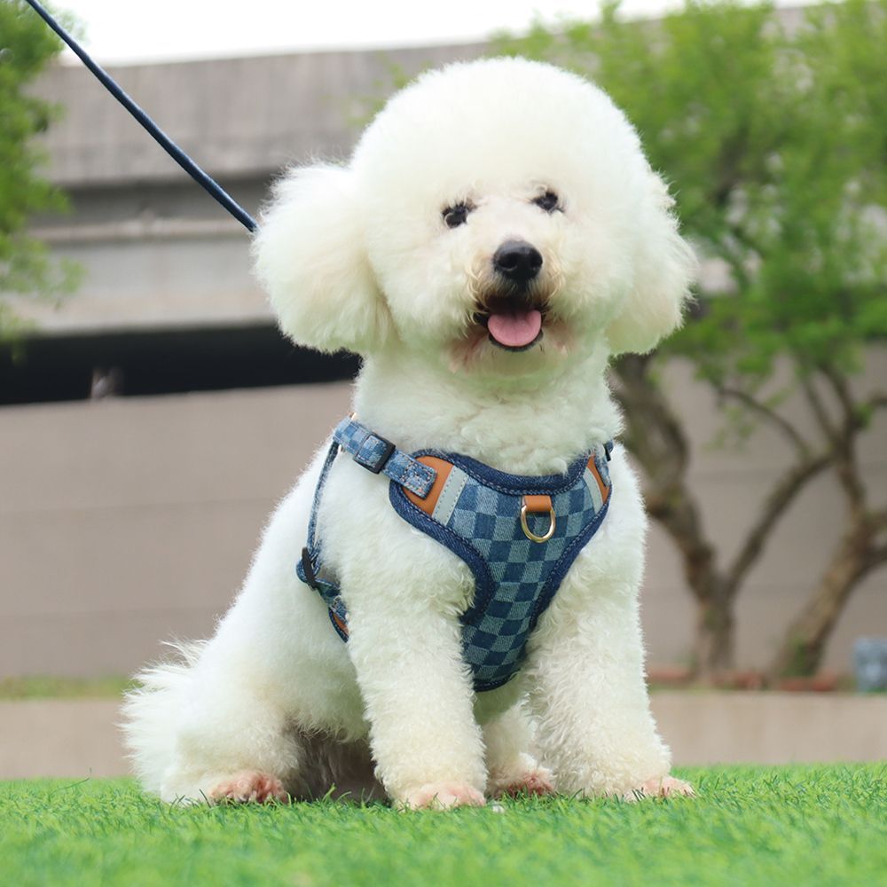 犬の牽引紐の中の小型犬の胸のストラップは光を反射して犬の縄を散歩します