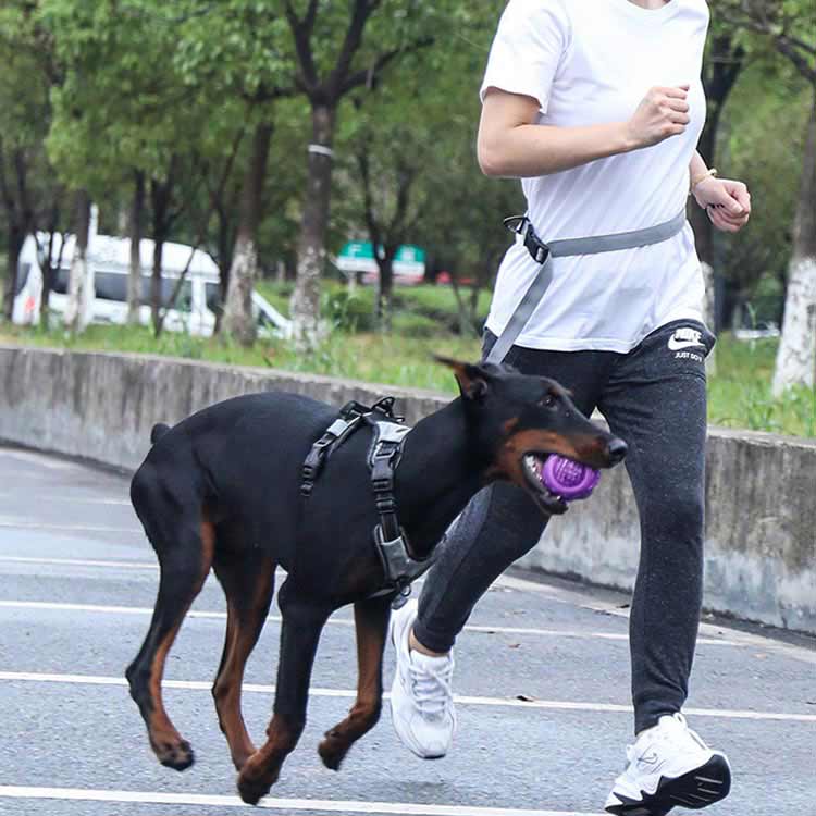 高い人気 リード 犬 ハンズフリー 腰に巻ける 肩掛け 犬リード 大型犬 中型犬 小型犬 しつけ用リード 犬と一緒にランニング/ジョギング/散歩用 ベルト ショルダー ポール留め マルチ ペット用品