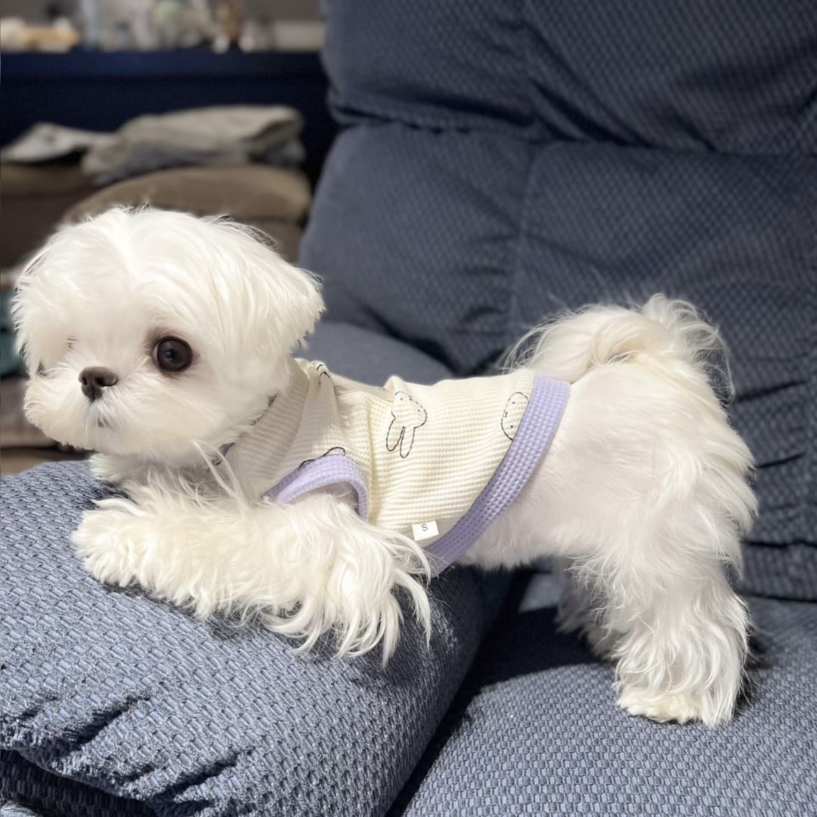 春と夏薄型犬ペット服小型犬テディマルチーズ抗脱毛カラーブロックベスト
