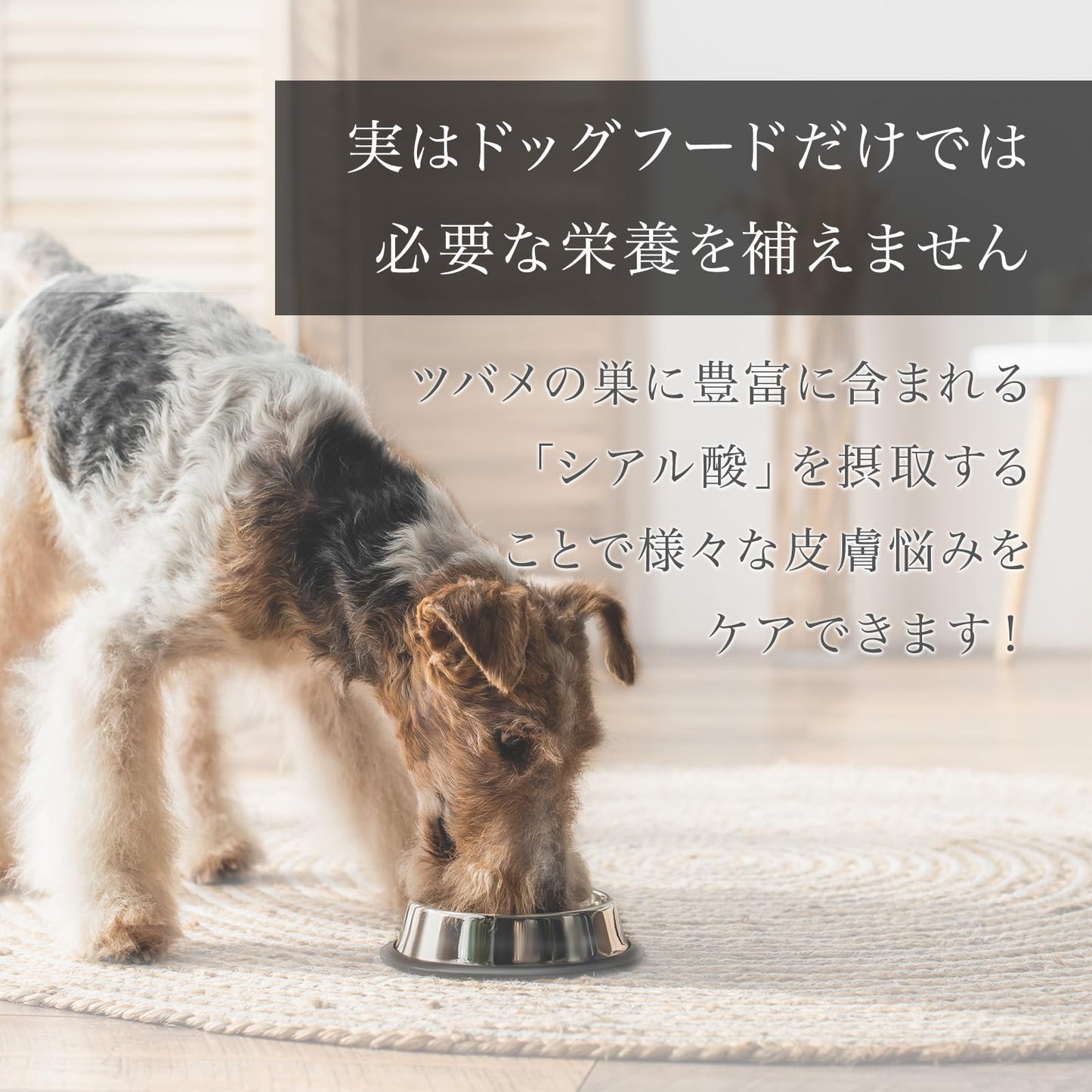 犬用 ゼリー サプリメント ペット用 被毛ケア 栄養ゼリー アナツバメの巣 保健成分 コラーゲン 糖鎖 シアル酸 保湿 水分補給 経口補水液 天然 無添加 さつまいも風味 国産 30本入 1本12g
