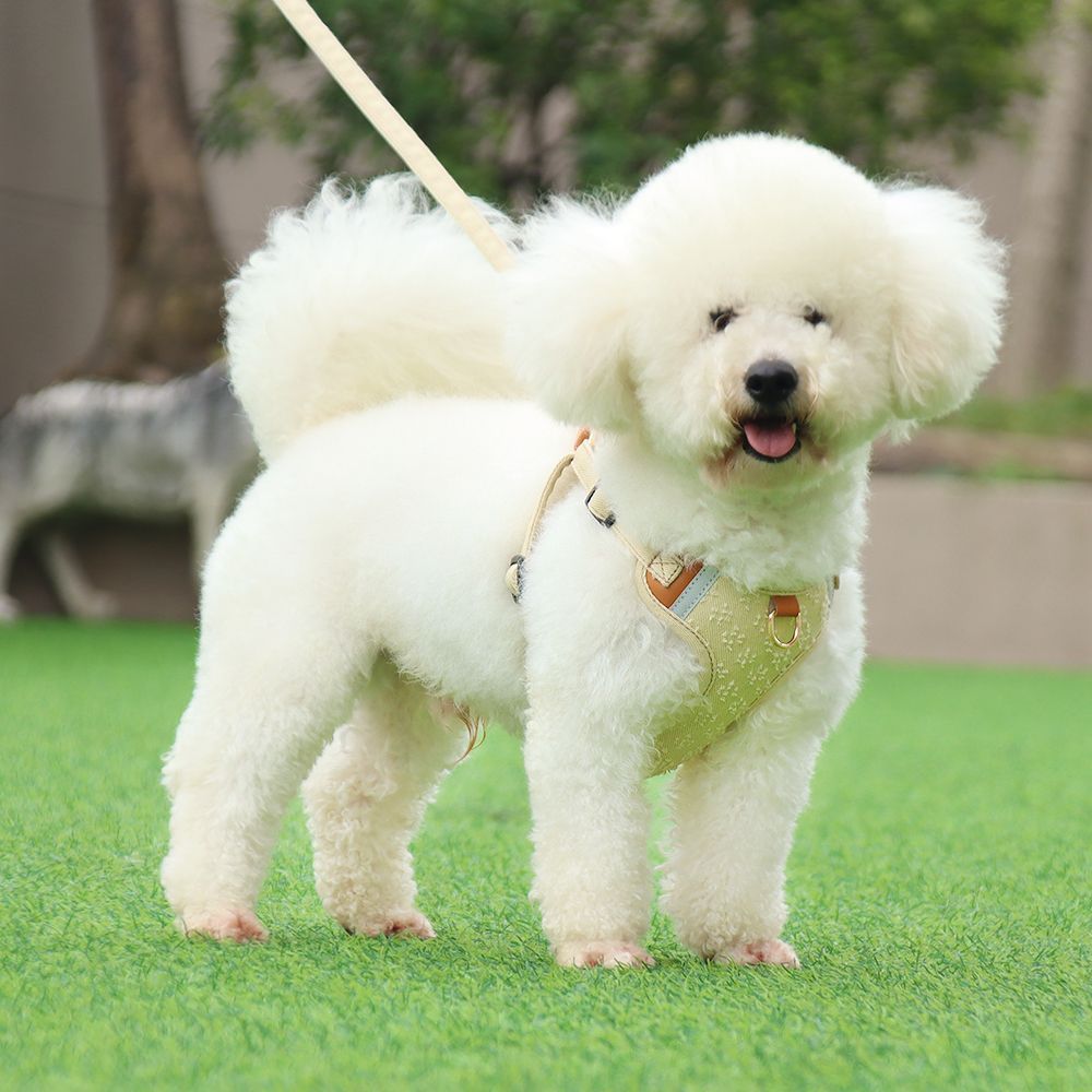 犬の牽引紐の中の小型犬の胸のストラップは光を反射して犬の縄を散歩します