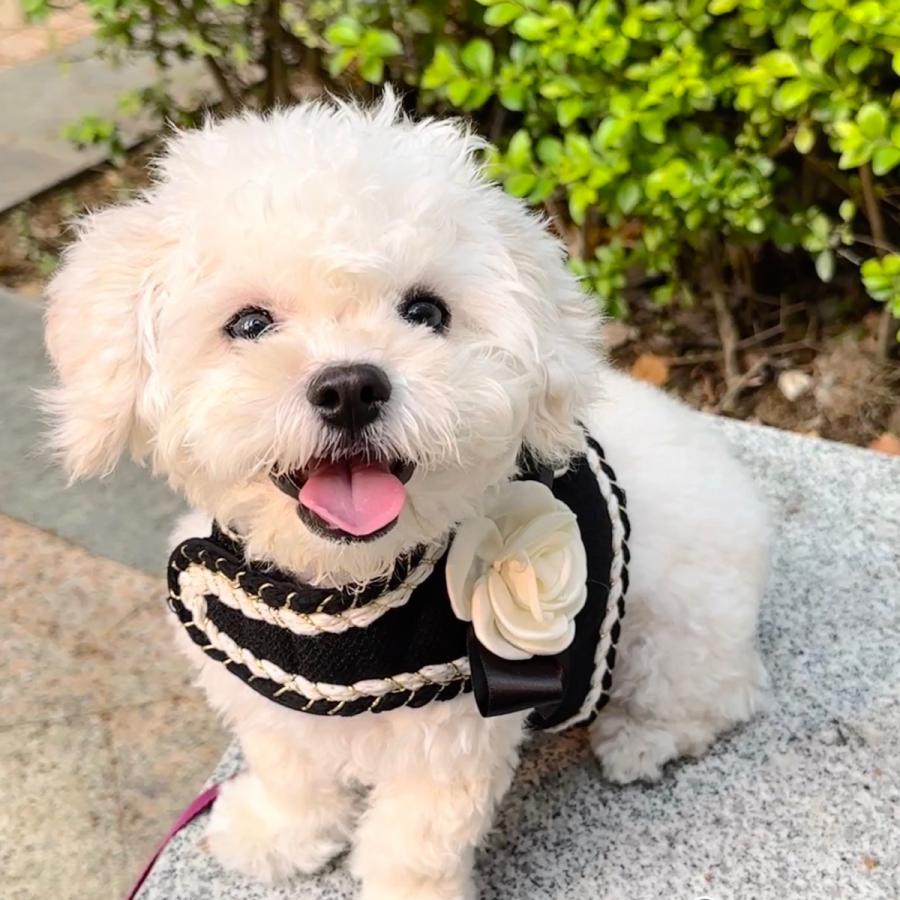 カメリア お散歩 ツイード かわいい リード ハーネス おしゃれ 犬 ペット