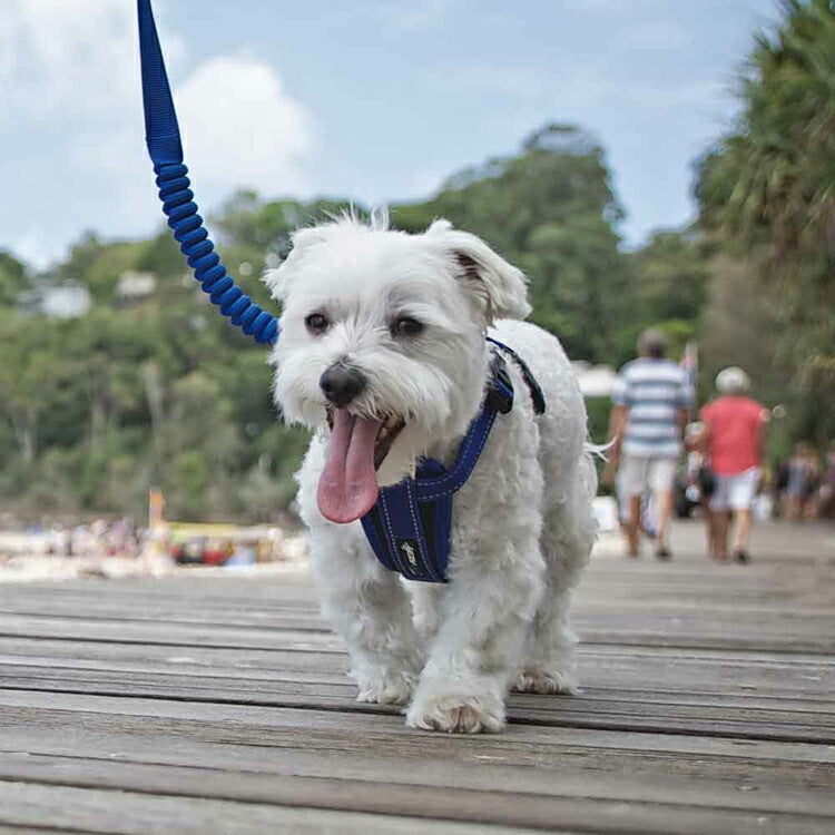 【人気商品】EZ リード ゼロショック 120cm EZYDOG