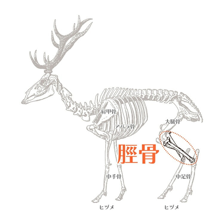 エゾシカ 脛骨 1本 ルークラン