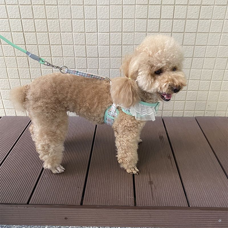 犬の牽引紐レースの胸の帯のテディ比熊の小型犬の牽引犬の縄は犬のひもの犬のチェーンを散歩します