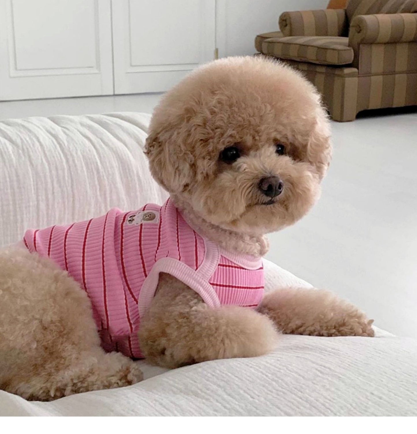 春夏新作 犬服 ペット服 犬 洋服 ペット 犬用品 小中型犬 夏薄型ペットベスト猫小型子犬犬服夏
