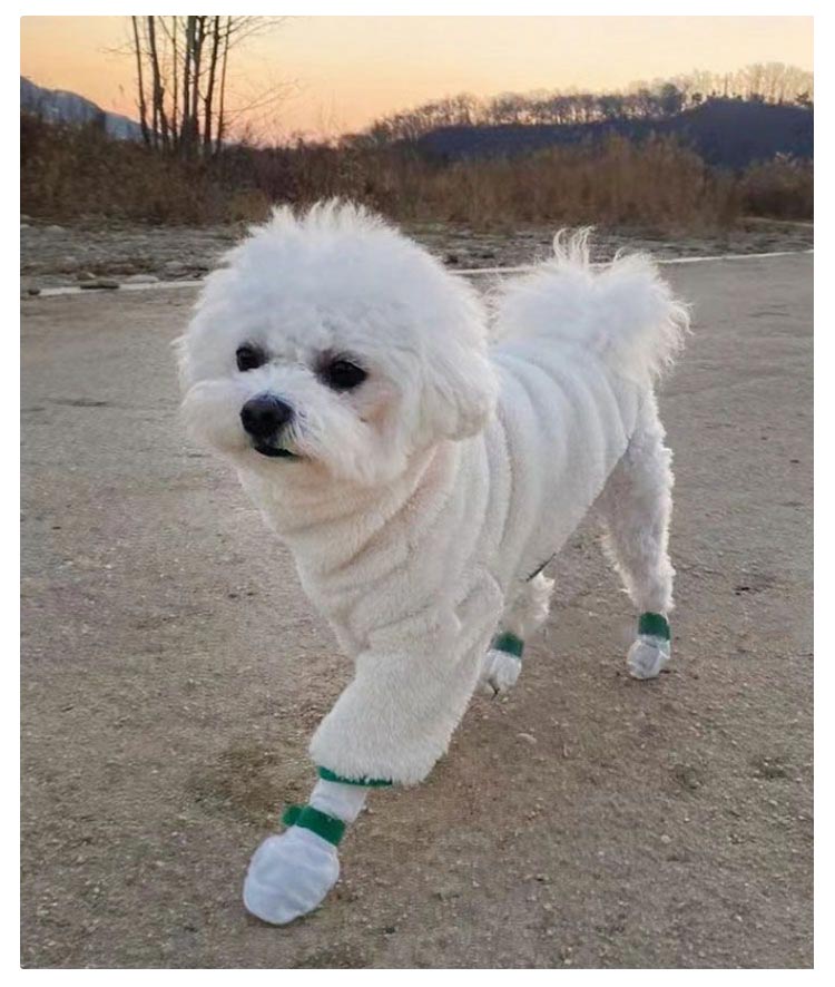 限定販売足元の汚れ防止 【80枚入】犬 ドッグブーツ 使い捨て 40足 【80枚入】犬 犬用靴下 犬用靴 肉球保護 靴 柔らかい 通気性 不織布 猫用 軽い フットカバー 犬靴下 ペット 滑り止め 靴