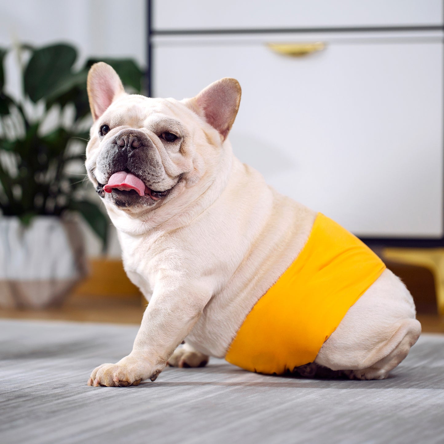 メガ割 犬用 ベルト 男の子 ウェア おむつカバー いぬ用 トイレ用品 バンド 生理用 犬 福袋