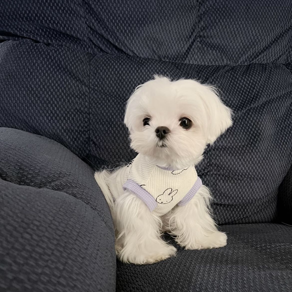 春と夏薄型犬ペット服小型犬テディマルチーズ抗脱毛カラーブロックベスト