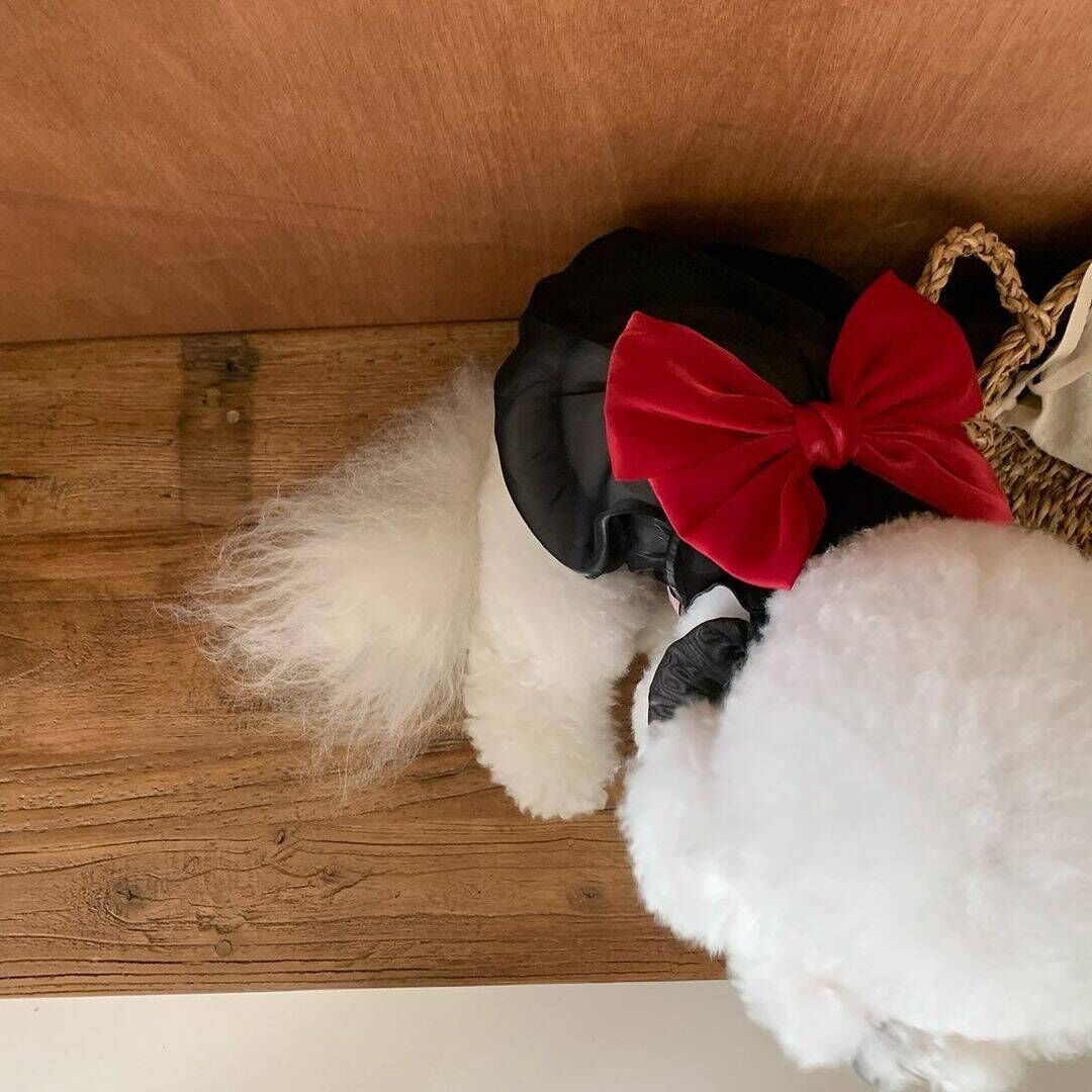 ペット服春夏 ペットウェア かわいい 犬猫フライスリーブリボンワンピース糸スカートテディビション小型犬服