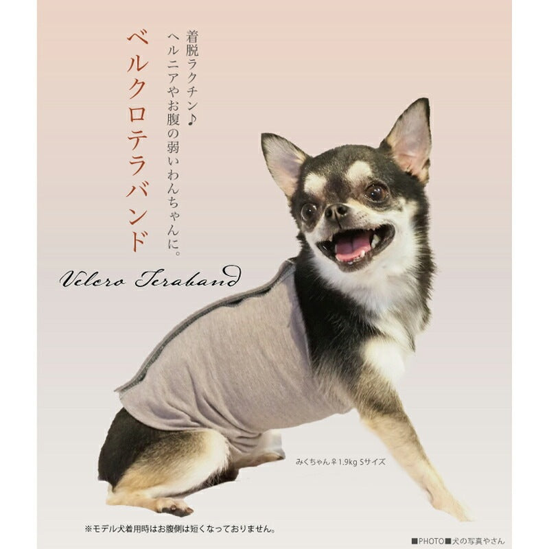 <a href="https://www.qoo10.jp/gmkt.inc/Search/brand.aspx?brandno=125763" target="_blank" class="title_brand" id="btn_brand" title="Coo Couture">Coo Couture</a>テラヘルツワンベルクロテラバンド男の子用ペット介護用品 犬用 腹巻 小型犬 シニア犬 犬服 テラヘルツワン 日本製 メール便1点まで 1メ-2運 7220 【T】