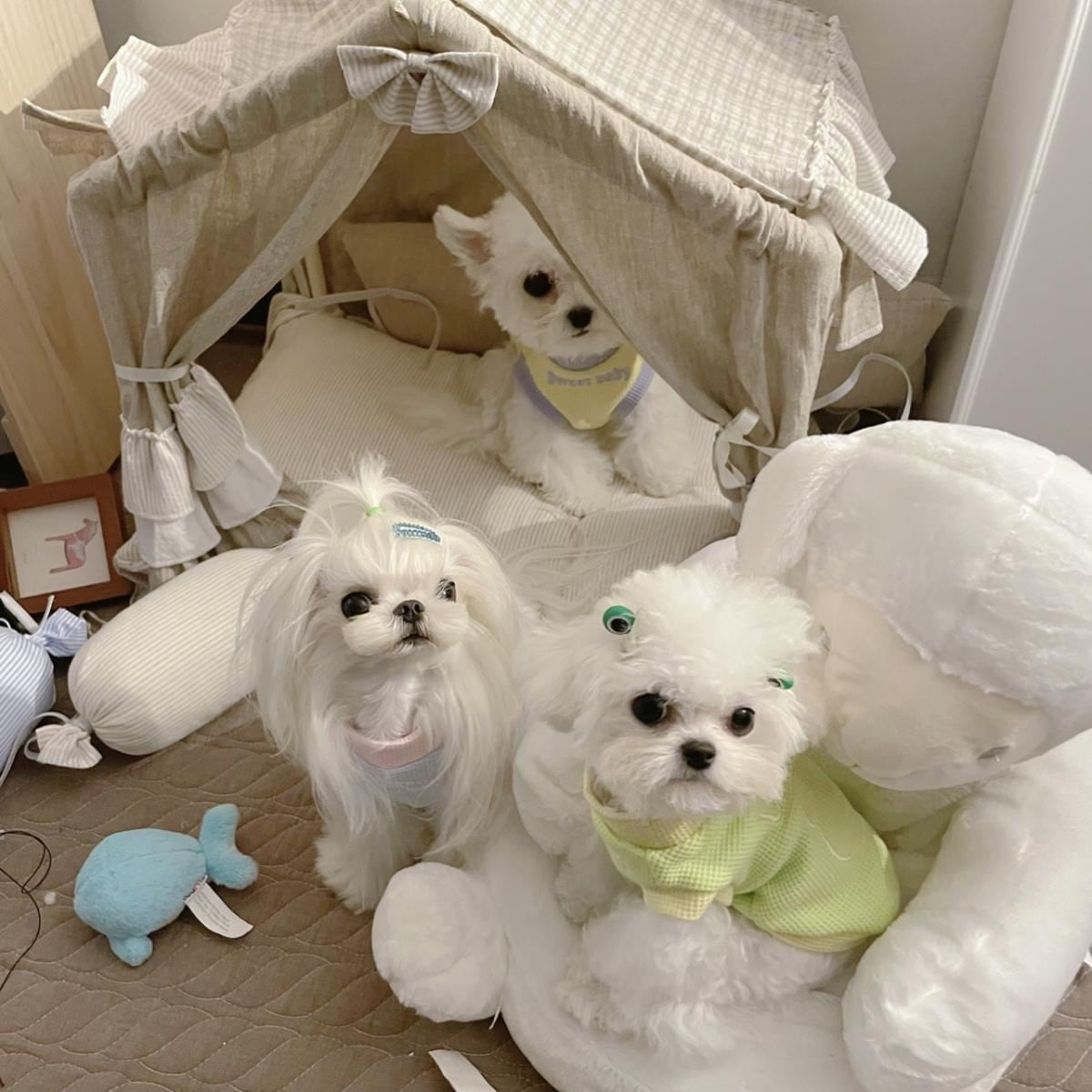 春夏新作 犬服 ペット服 犬 洋服 ペット 犬用品 小中型犬 春秋ペット犬服春秋小型犬子犬抜け毛防止肥厚