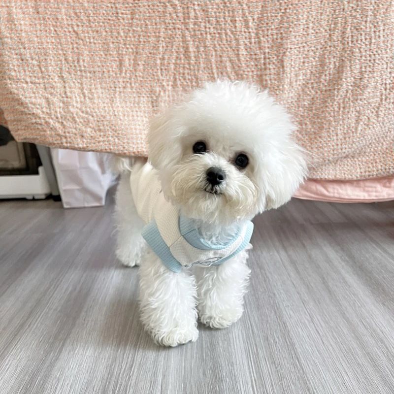 かわいいペットの服犬の服衝突色ベスト春夏新スタイル