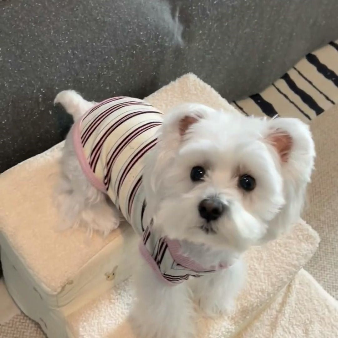 夏サロペット ストライプデザイン インスタ映え 犬服 犬 服 犬 服 犬服 犬の服 ペット用品 ハーネス 小型犬