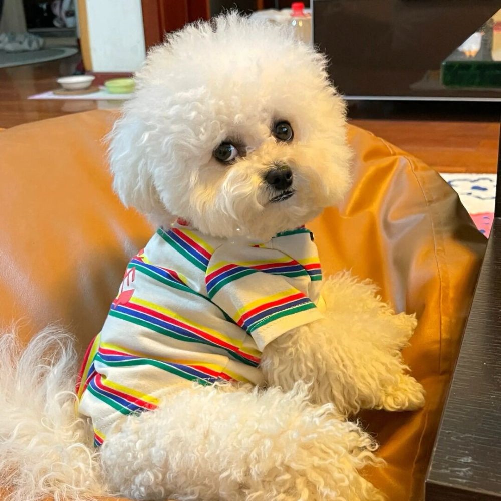 夏用 シンプルストライプ犬服 薄手 通気性抜群 トイ・プードル ビションフリーゼ ポメラニアン 子犬用 犬 服 犬 服 犬服 犬の服 ペット用品 ハーネス 小型犬