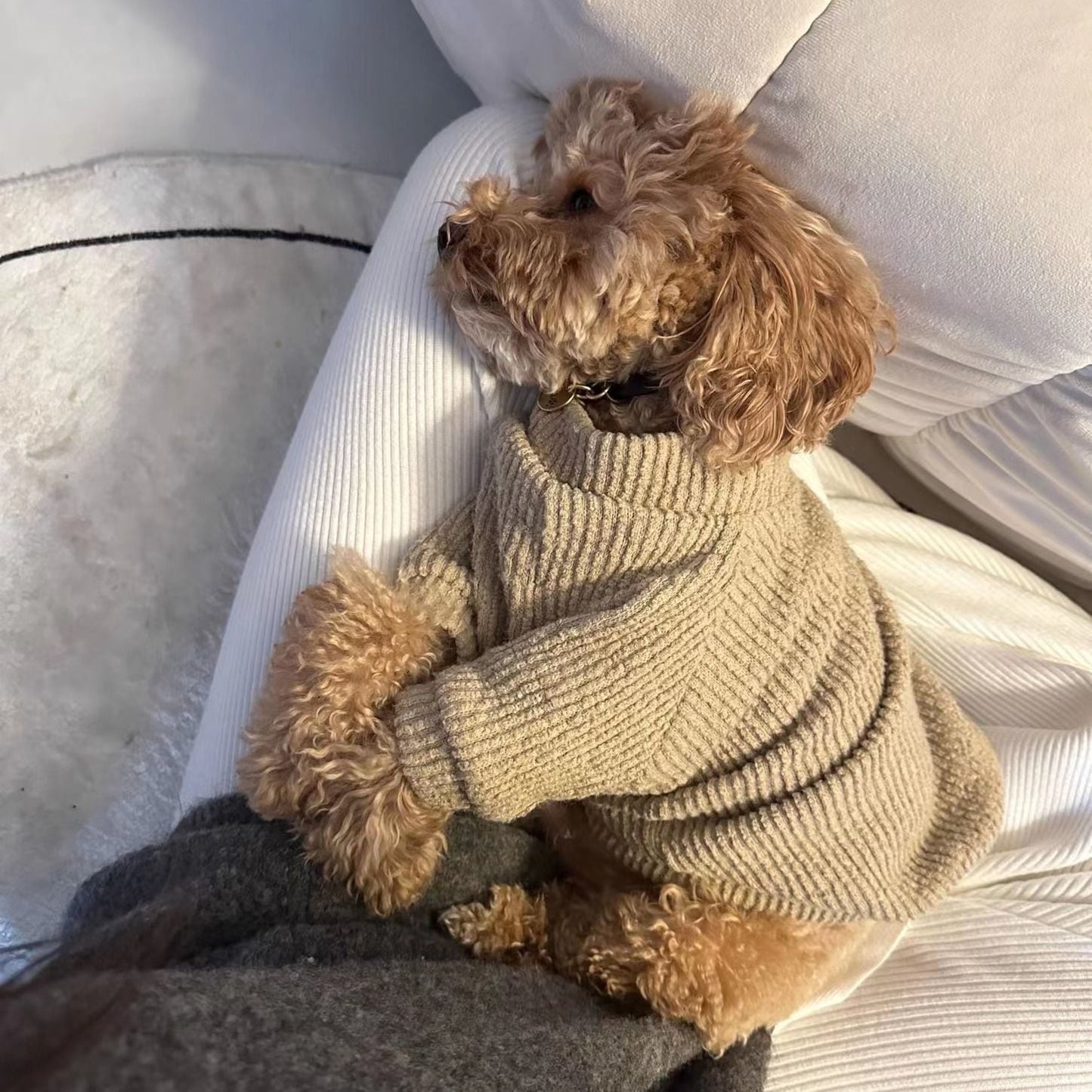 ペット 犬用 猫 冬用 暖かい かわいい 子猫 ラグドール ドワーフ・キャット スリーブセーター 犬 服 犬の服 犬 洋服 犬の服夏 犬洋服