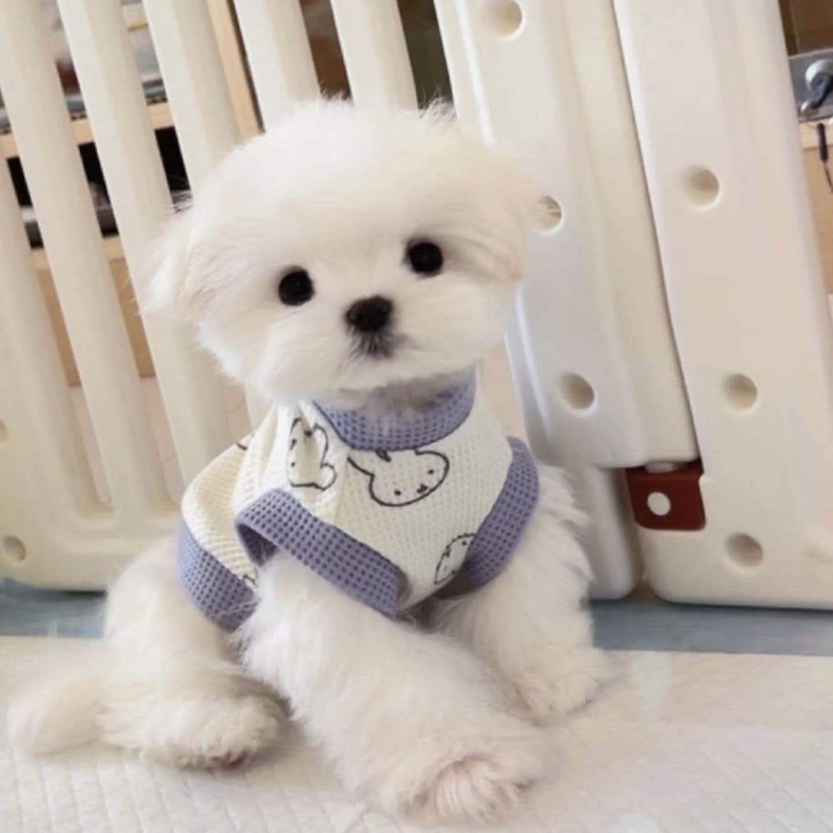 春と夏薄型犬ペット服小型犬テディマルチーズ抗脱毛カラーブロックベスト