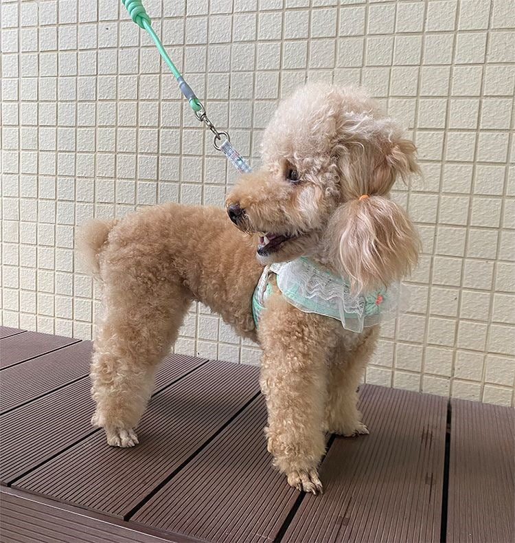 犬の牽引紐レースの胸の帯のテディ比熊の小型犬の牽引犬の縄は犬のひもの犬のチェーンを散歩します