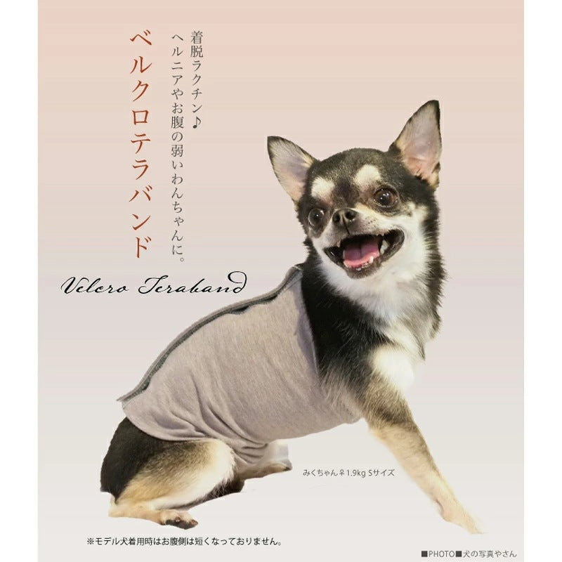 <a href="https://www.qoo10.jp/gmkt.inc/Search/brand.aspx?brandno=125763" target="_blank" class="title_brand" id="btn_brand" title="Coo Couture">Coo Couture</a>テラヘルツワンベルクロテラバンド男の子用ペット介護用品 犬用 腹巻 小型犬 シニア犬 犬服 テラヘルツワン 日本製 メール便1点まで 1メ-2運 7220 【T】