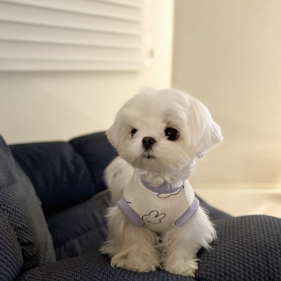 春と夏薄型犬ペット服小型犬テディマルチーズ抗脱毛カラーブロックベスト