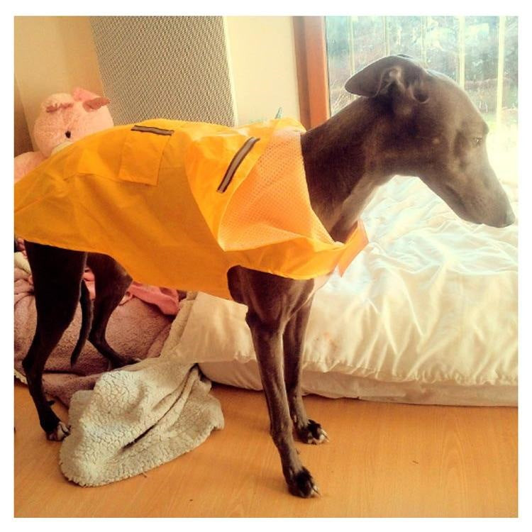 雨カッパ 中型犬 レインコート 犬用レインコート ドッグウェア 雨合羽 いぬ 袖 雨合羽 大型犬 大型犬 防水 服 犬の服 雨具 犬のカッパ 夏服