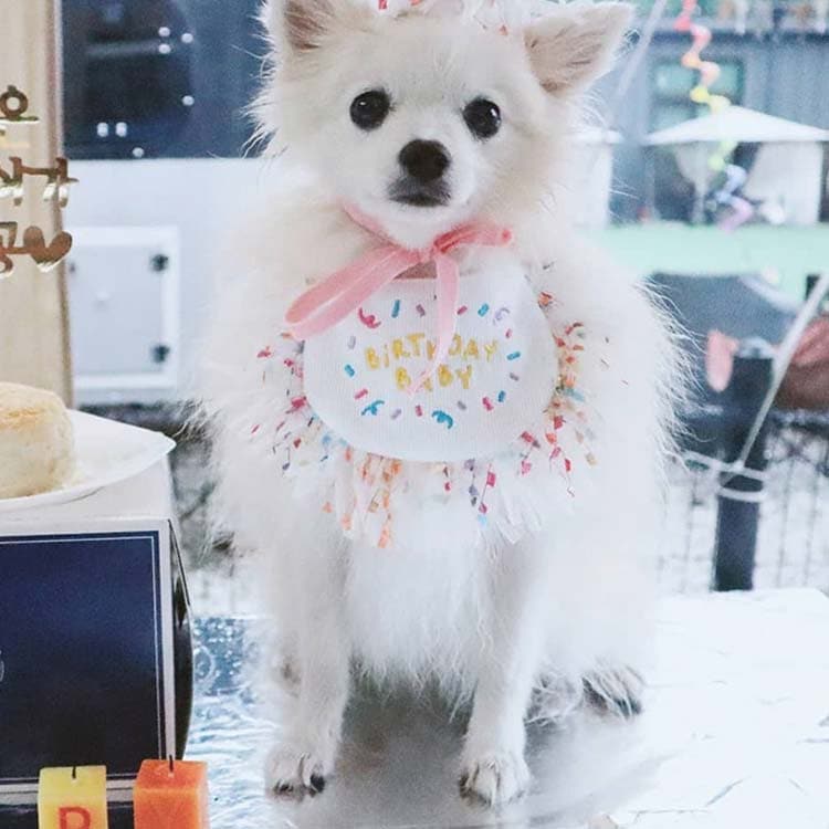 新作セール犬 バースデー よだれかけ 猫 かわいい スカーフ 小型犬 ペット用 ビブ 首飾り 誕生日 ハッピーバースデー ドッグウェア アクセサリー おしゃれ いぬ プレゼント ギフト スタイ ネコ