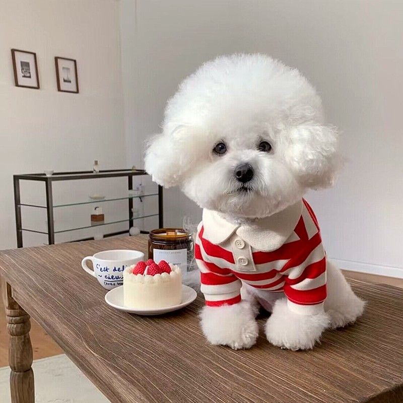ペットの服 犬の服 猫の服 小型犬 猫 犬の服犬 服 犬 犬の服 犬 洋服 犬の服夏 犬洋服