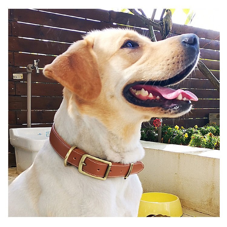 首輪 犬 ベーシック 毛挟まれ防止 犬首輪 革 おしゃれ かわいい 中型犬 犬の首輪 柴犬 いぬ く