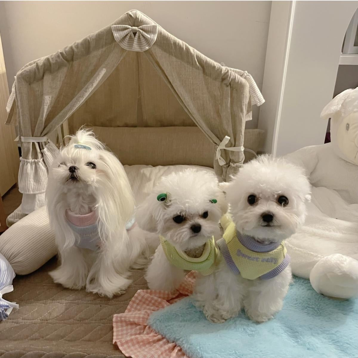 春夏新作 犬服 ペット服 犬 洋服 ペット 犬用品 小中型犬 春秋ペット犬服春秋小型犬子犬抜け毛防止肥厚
