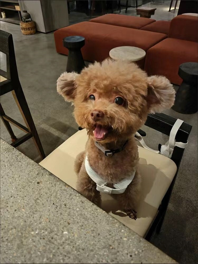 ペットの外出はかわいいですリュックサックの小型カバンは熊のテディの牽引紐の子犬の猫より可愛いです