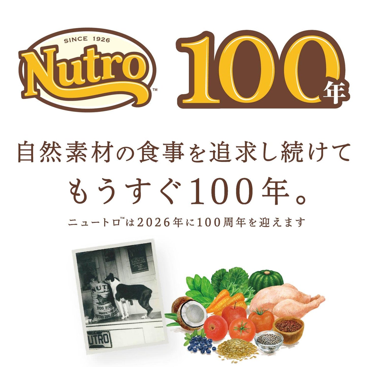 ナチュラルチョイス シニア犬用 避妊・去勢犬用 超小型犬~小型犬用 チキン&玄米 3kg ドライフード 小粒 総合栄養食 エイジングケア ドッグフード 犬 自然素材 香料・着色料 無添加 ニュートロ
