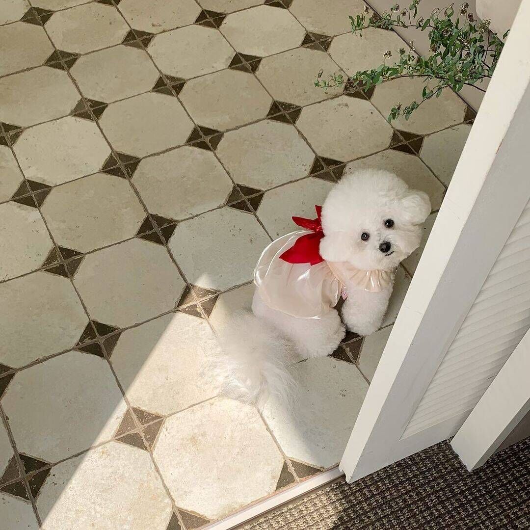 ペット服春夏 ペットウェア かわいい 犬猫フライスリーブリボンワンピース糸スカートテディビション小型犬服
