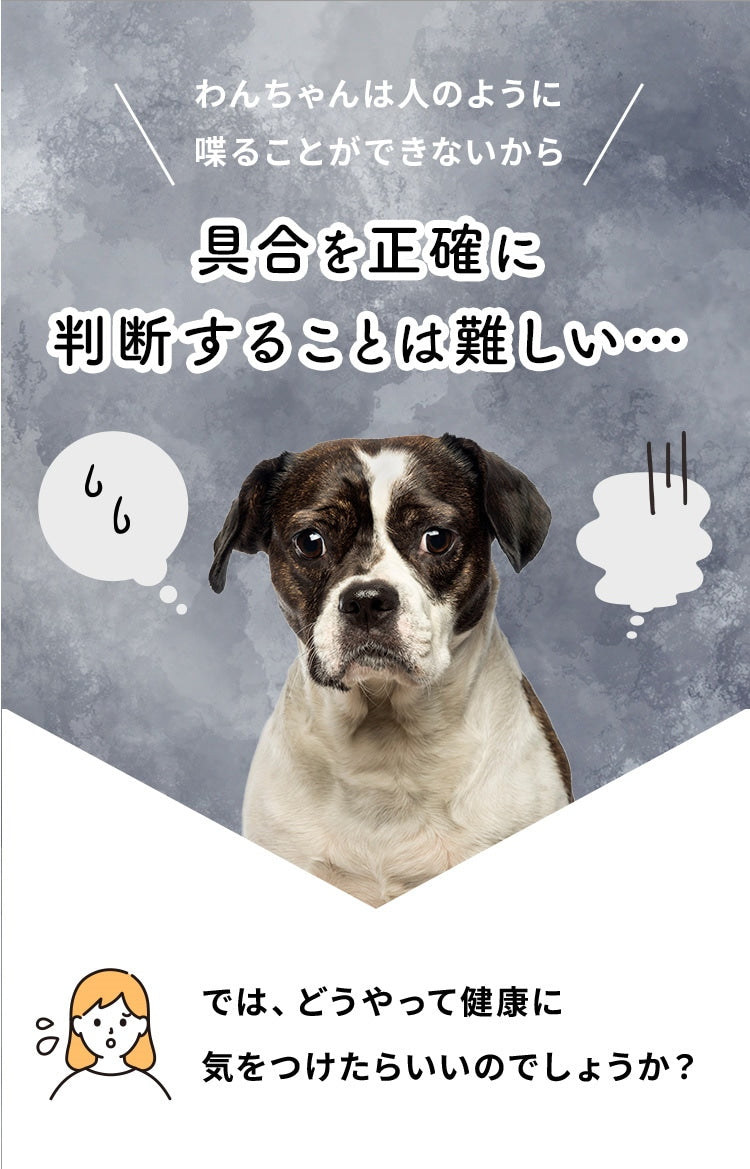 <a href="https://www.qoo10.jp/gmkt.inc/Search/brand.aspx?brandno=62316" target="_blank" class="title_brand" id="btn_brand" title="大正製薬">大正製薬</a>【公式】大正製薬 わんビオフェルミンS 40g 6袋 犬 サプリ サプリメント 腸活 免疫力 健康維持 ビフィズス菌 乳酸菌 犬サプリ イヌ 犬用 ペット 腸活サプリ 無添加 ふりかけ 粉 腸内環境