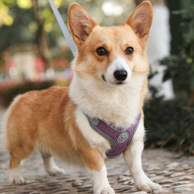 犬具 ハーネスリードセット 小型犬 ドッグ メッシュ ハーネスリード dog ベスト型 胴輪 犬用