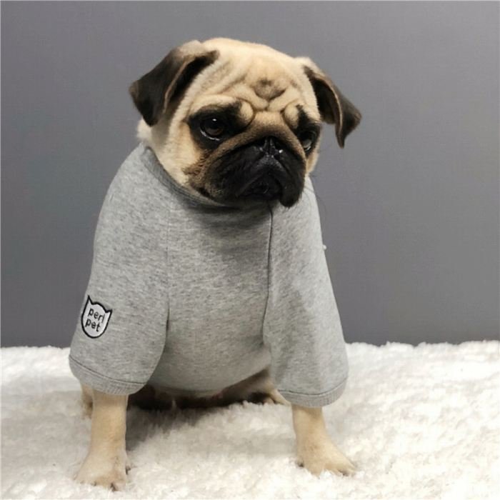 Tシャツ 散歩 フレブル 普段着 ドッグウェア 半袖 フレンチブルドッグ ペット服 中型犬 おしゃれ