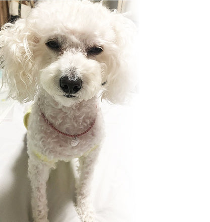 ハンドメイドオーダーメイド商品犬 首輪 おしゃれ 中型犬 小型犬 本革 かわいい 犬首輪 犬の首輪